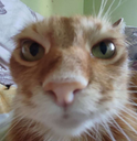 CatStare emote for Discord