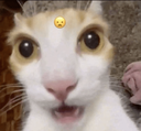 CatWow emote for Discord