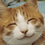 cat emote for Discord