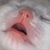 Catkekbutslep emote for Discord