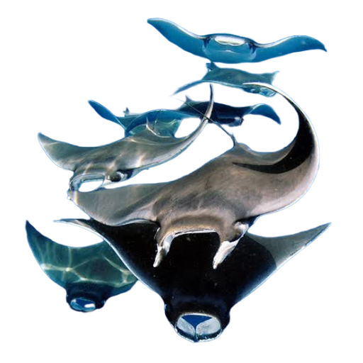Mobula emote for Discord