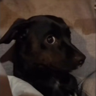 bro_what emote for Discord