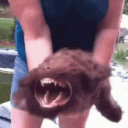 dawg emote for Discord