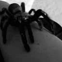 spidercrawl emote for Discord