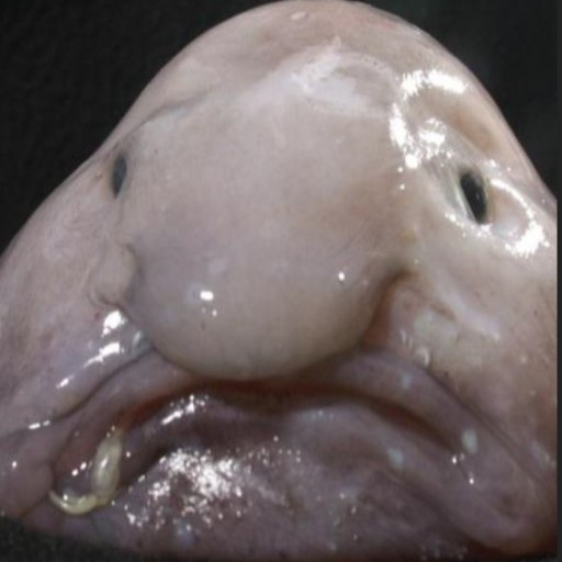 ugly_blob emote for Discord