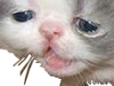 Ugly_Cat emote for Discord