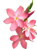 flower emote for Discord
