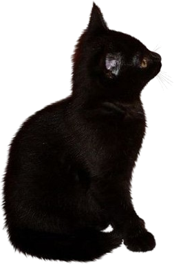 blackcat emote for Discord