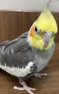 bird emote for Discord