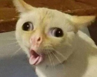 CatSneeze emote for Discord