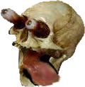 Skull_Hungry emote for Discord
