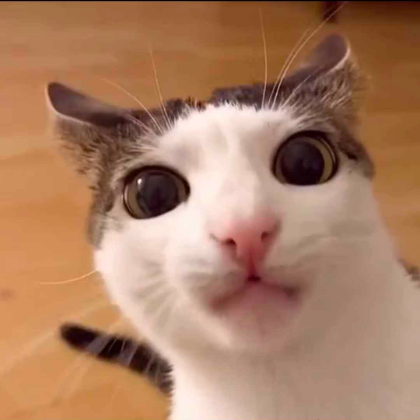 bombelek emote for Discord