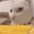 cateatingcorn emote for Discord