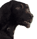 dogconfused emote for Discord
