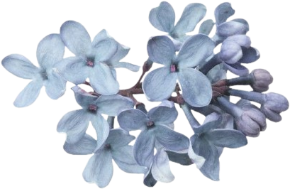 blueflowers emote for Discord