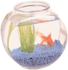 cutefishbowl emote for Discord