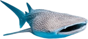 whaleshark emote for Discord