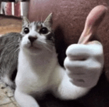 catokay emote for Discord