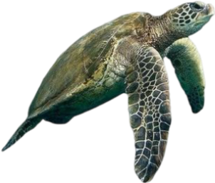 turtle emote for Discord