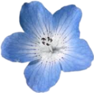 tropicalblueflower emote for Discord