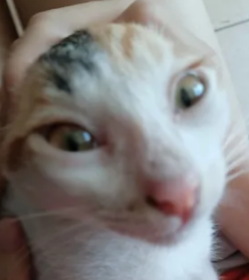 Mellowiscat emote for Discord