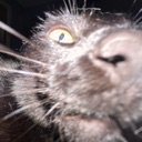 CatSniff emote for Discord
