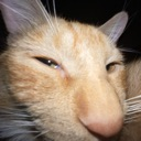 SusGinger emote for Discord