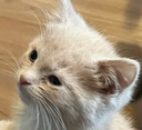 WakeyUpyCarTired emote for Discord