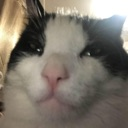 MewingCat emote for Discord
