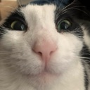 CatHappy emote for Discord
