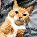 CarBedLaydown emote for Discord