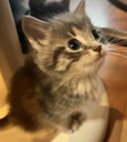 CarLookUp emote for Discord