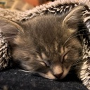 SleepyCarCat emote for Discord