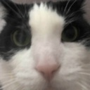 AngyCarStare emote for Discord