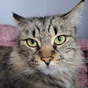 CatStare emote for Discord