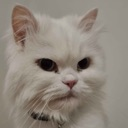 AngyCar emote for Discord