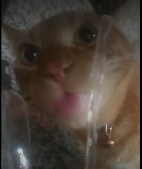 gato emote for Discord