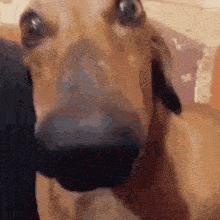 DogLookingSussyAndCute emote for Discord