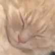 coockies emote for Discord