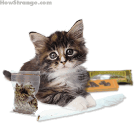 gato emote for Discord
