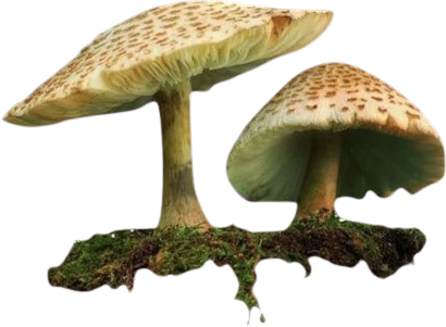 Mushrooms emote for Discord