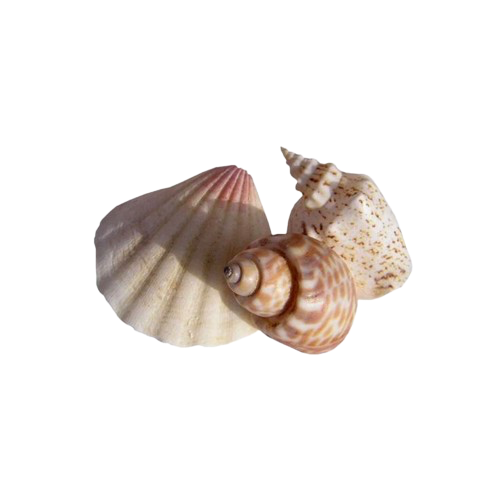 seashells emote for Discord