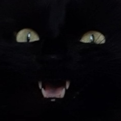 bunnyu emote for Discord