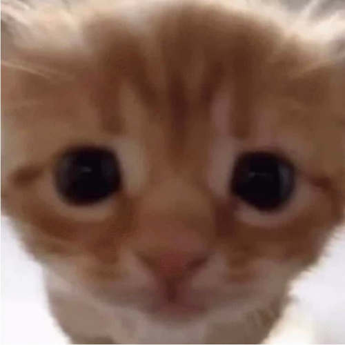 Cute_cat emote for Discord