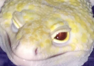 DerpyLeopardGeckoFace emote for Discord