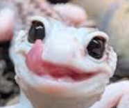 LeopardGeckoLick emote for Discord