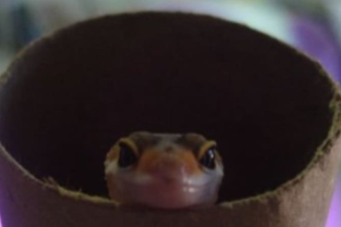 BabyLeopardGeckoInPaperRoll emote for Discord