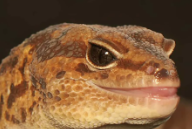 ChadAFTGecko emote for Discord