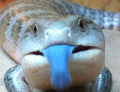 BTSTongue emote for Discord