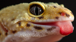 LeopardGeckoLick emote for Discord